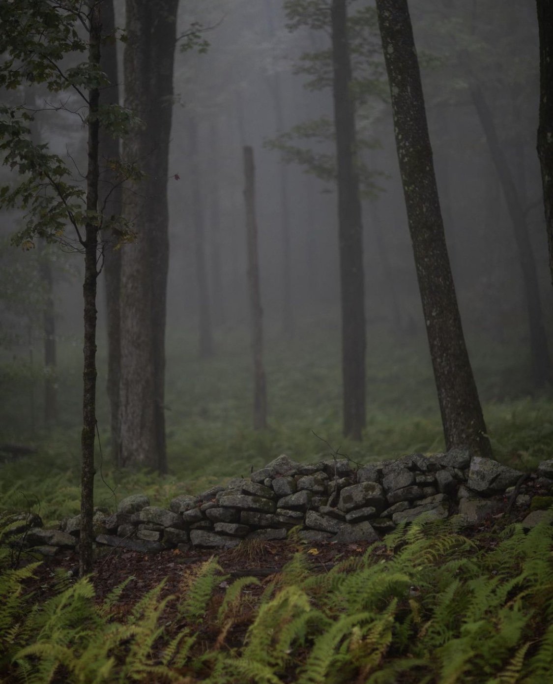 Forested site image published by tf_wrks
